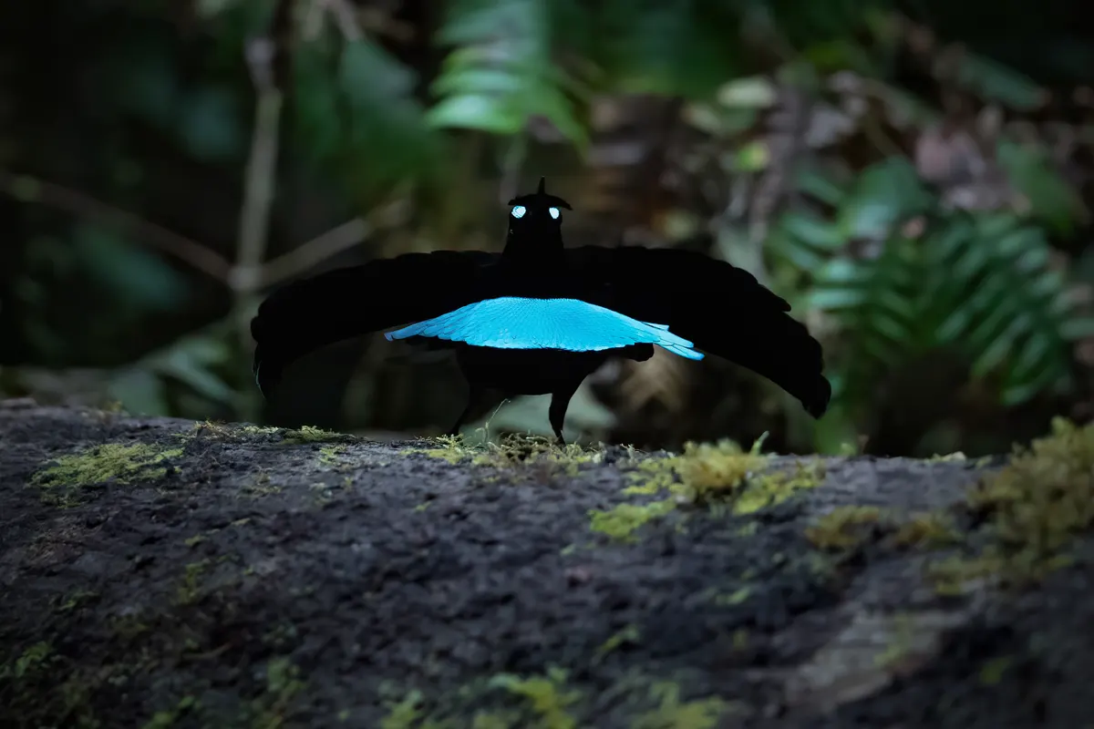 Male superb bird-of-paradise preparing its display perch for an approaching female