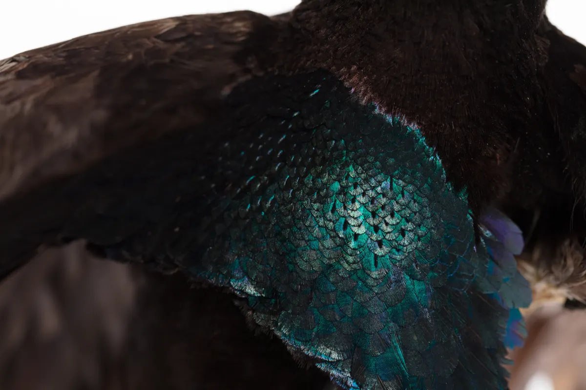 Archival specimen showing the remarkable structural density of the display feathers