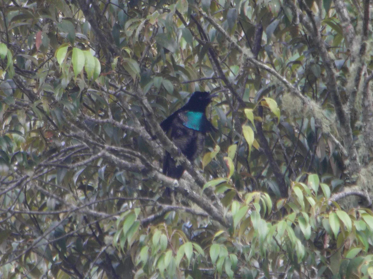 A male superb bird-of-paradise perched elegantly in the montane rainforest of Papua New Guinea