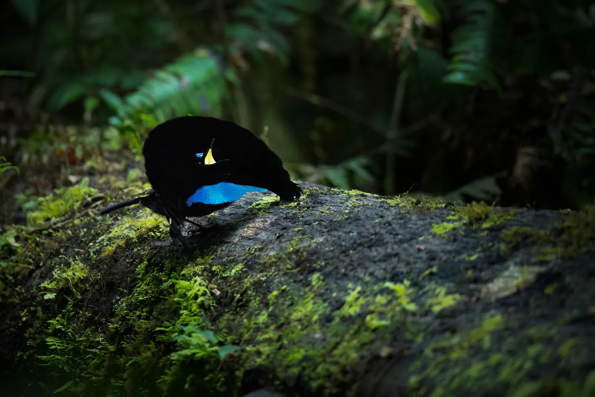 Male superb bird-of-paradise in full courtship display with jet-black cape and iridescent blue-green breast shield