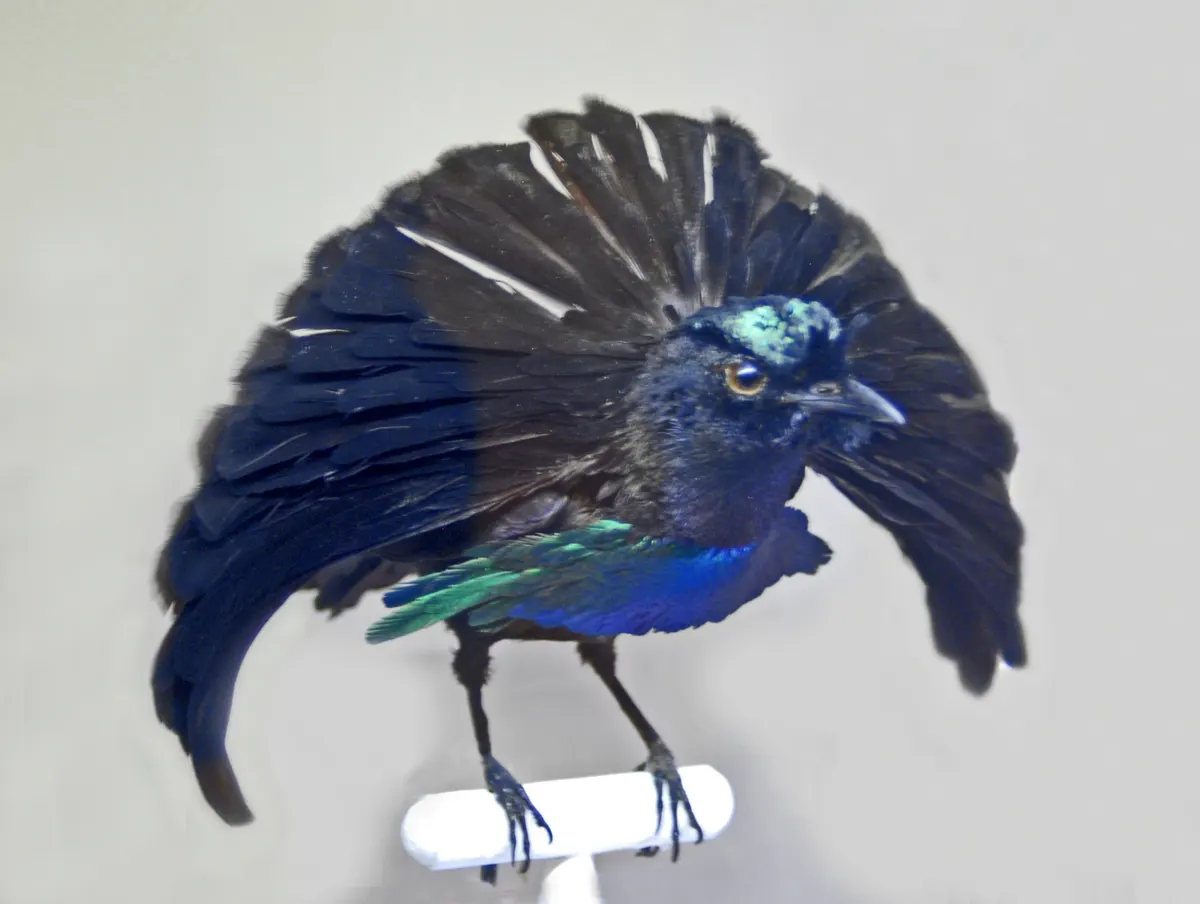 Full body profile of a male superb bird-of-paradise demonstrating its medium-sized passerine proportions
