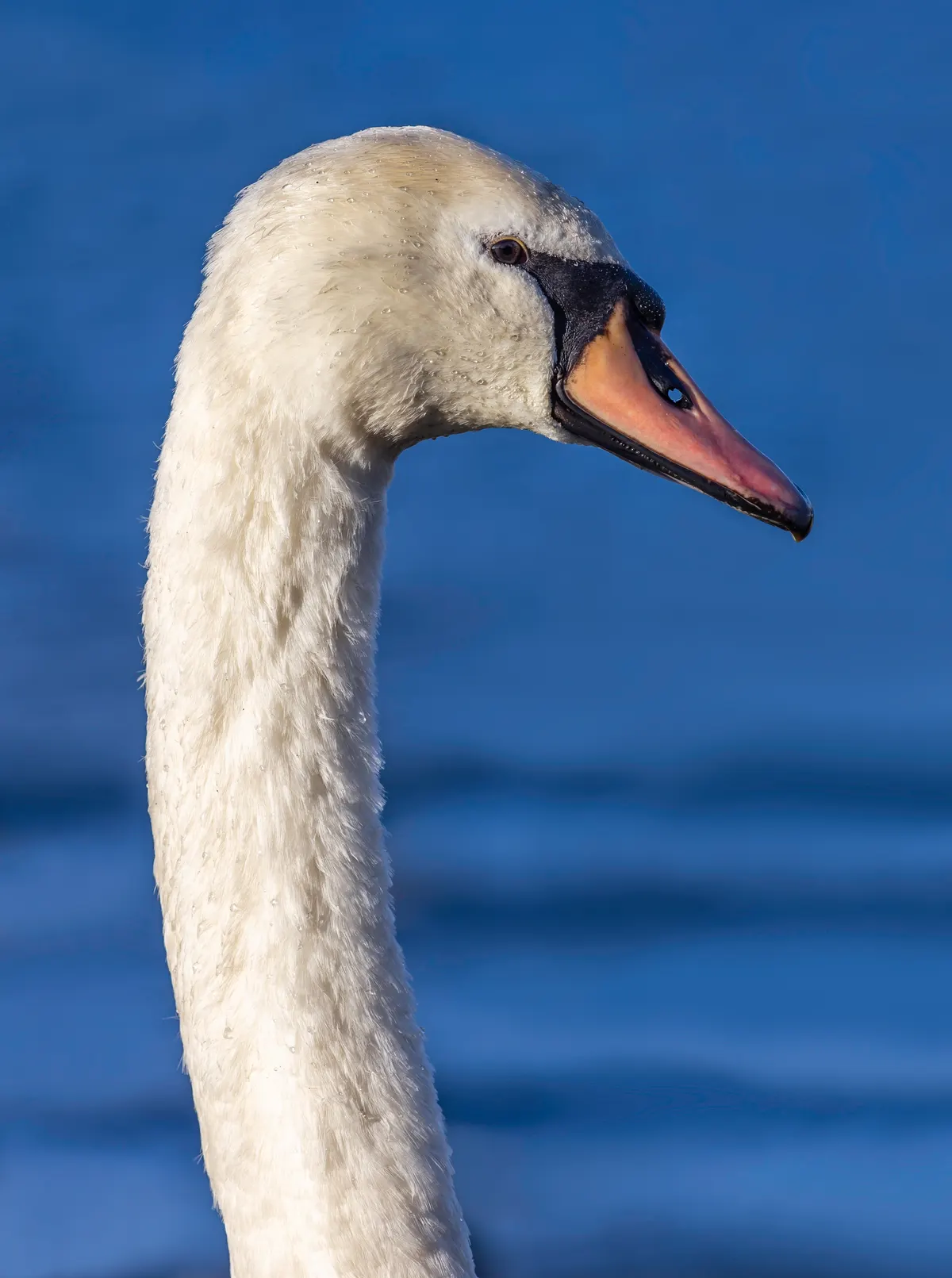 A young or baby Mute Swan showing early development