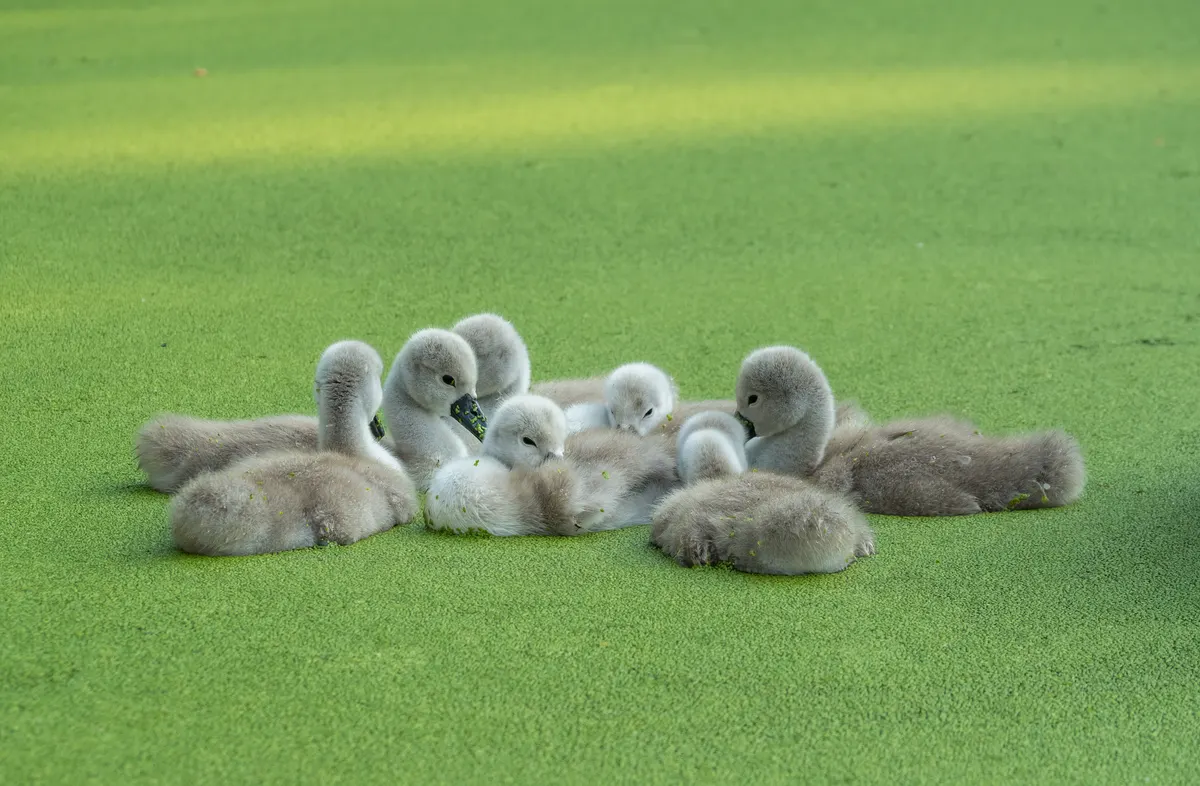 A detailed close-up showing the physical features of a Mute Swan