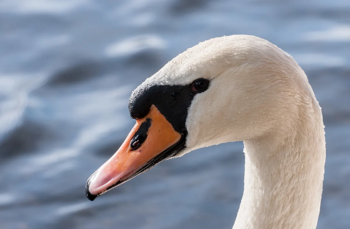 A young or baby Mute Swan showing early development