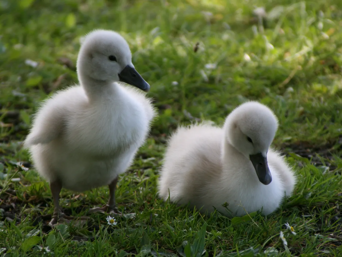 Two fluffy mute swan cygnets walking through grass