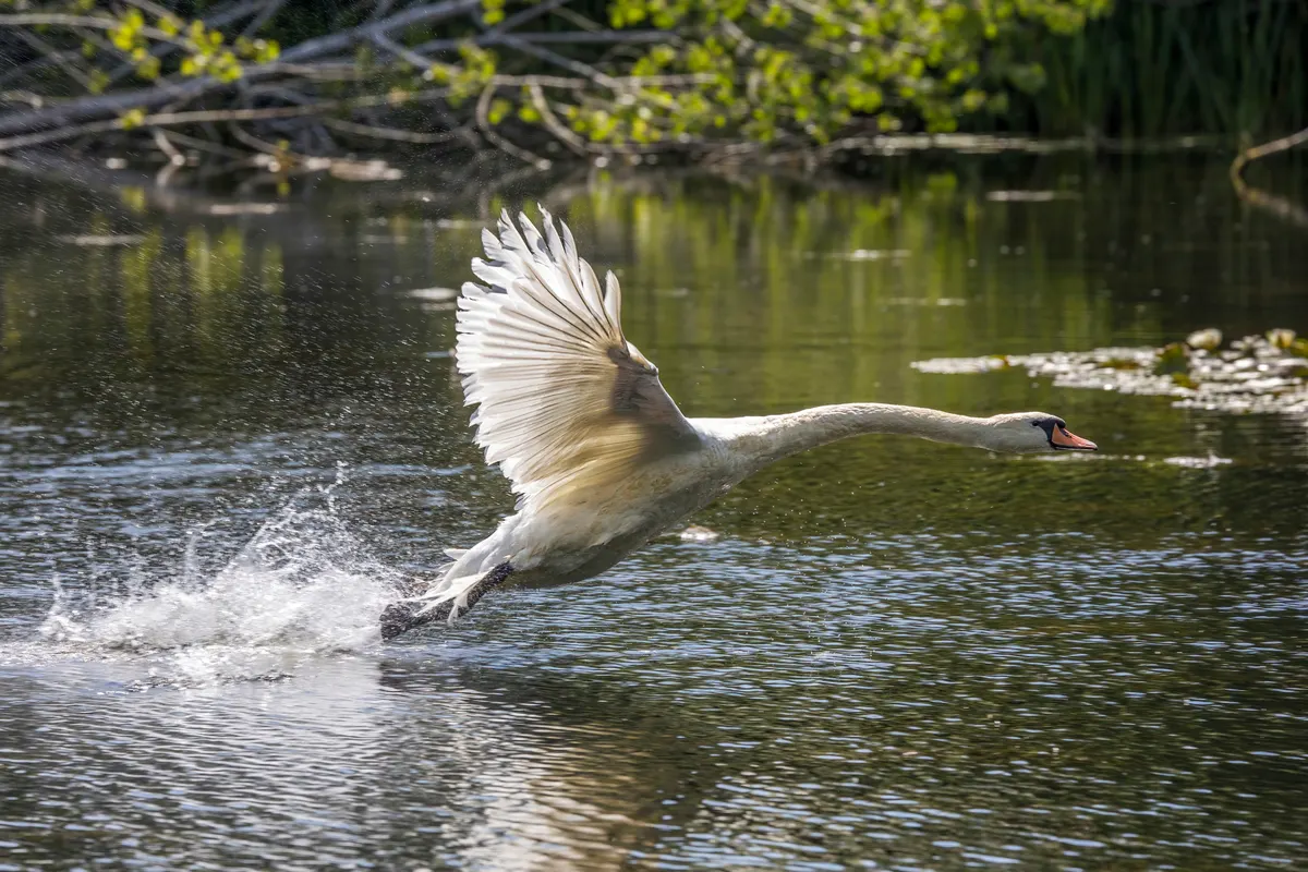 A Mute Swan finding or consuming food
