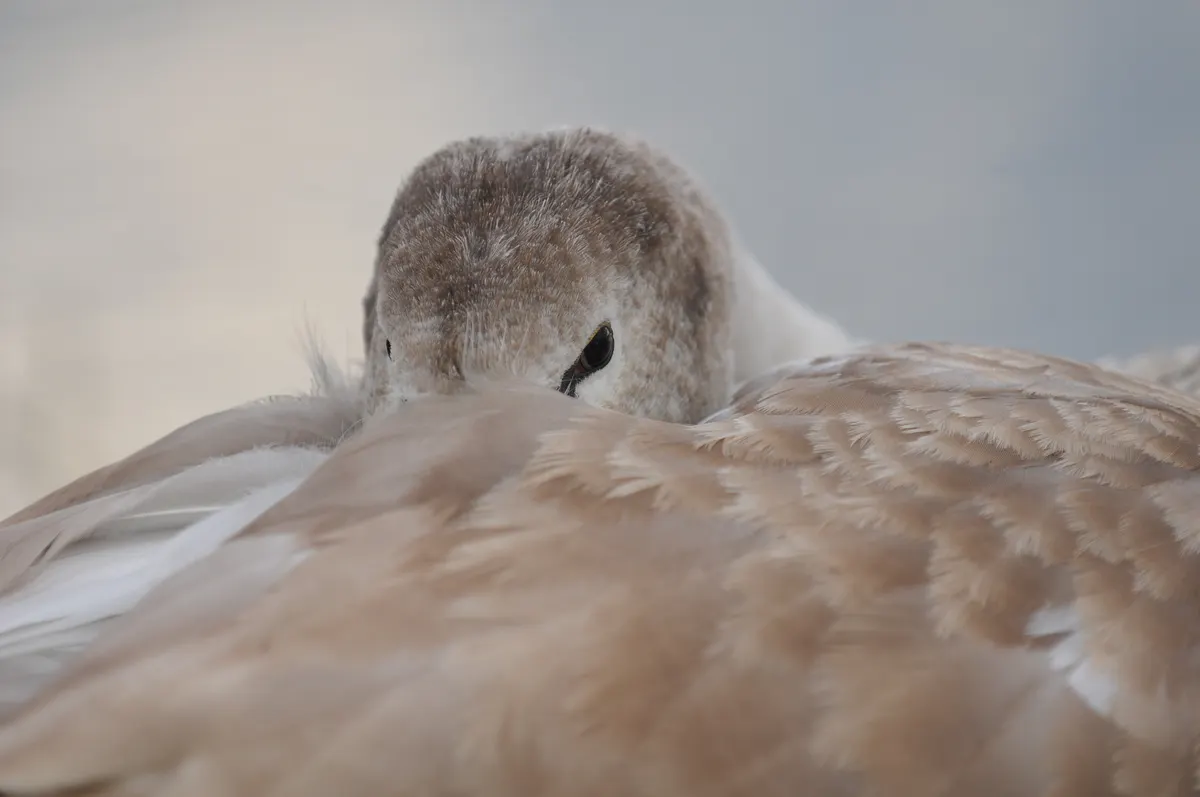 Young mute swan resting with its head tucked into feathers