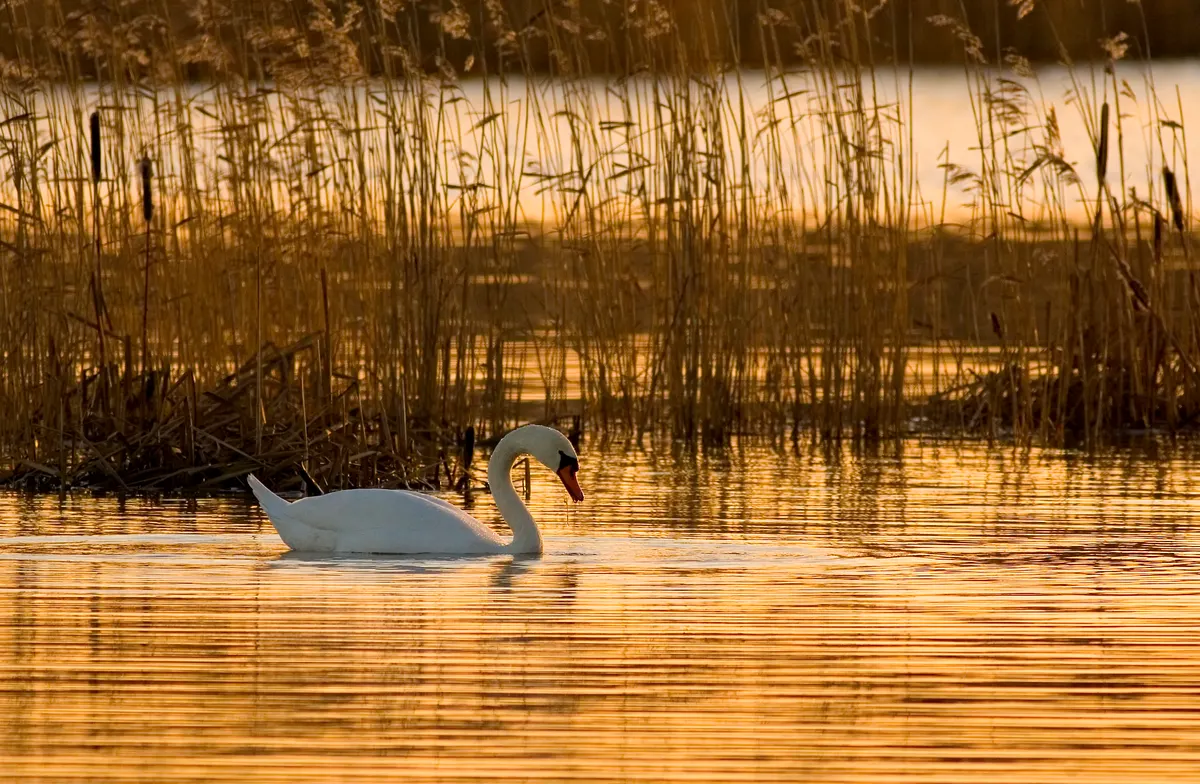 A Mute Swan navigating its natural environment