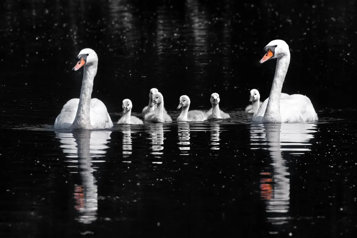 A Mute Swan finding or consuming food