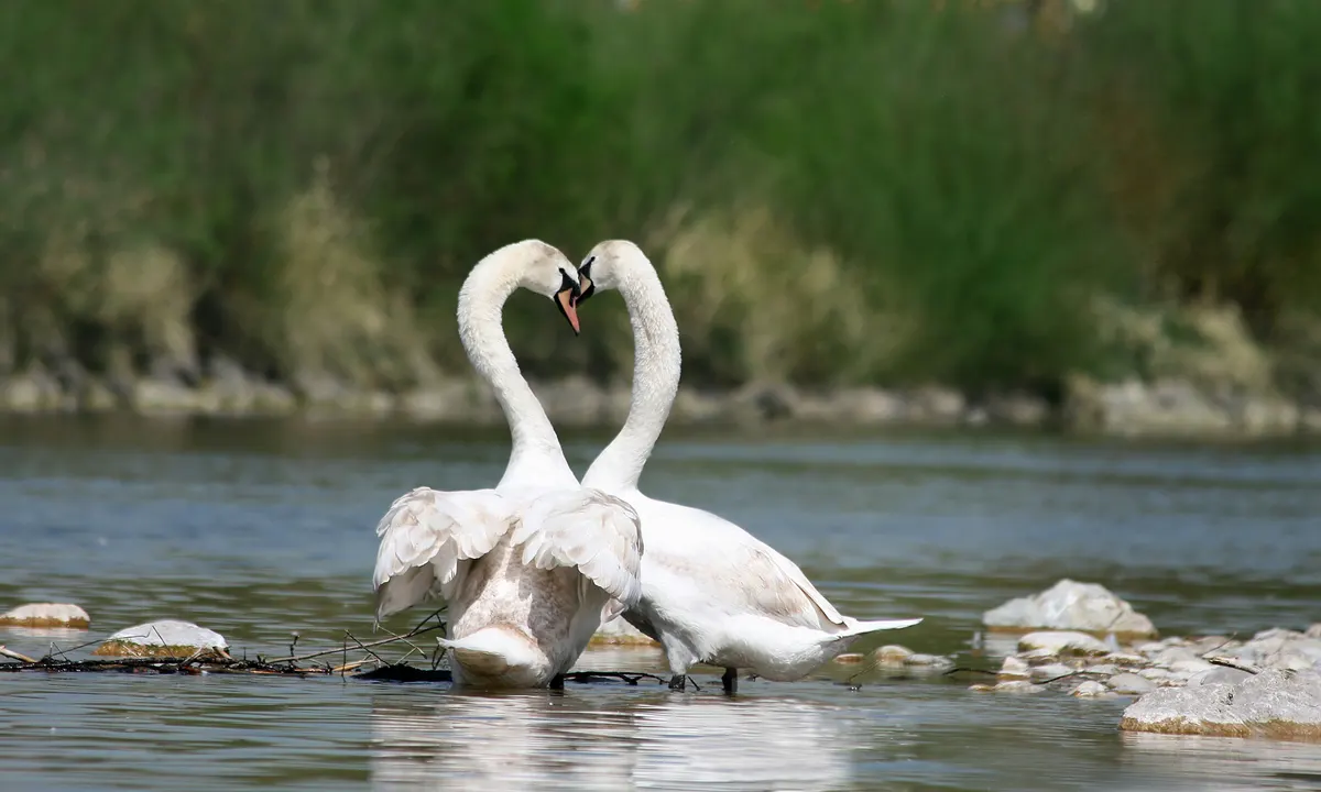 Two adult mute swans facing each other in shallow water
