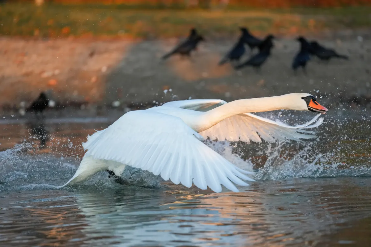 A Mute Swan showing a unique behavior or adaptation