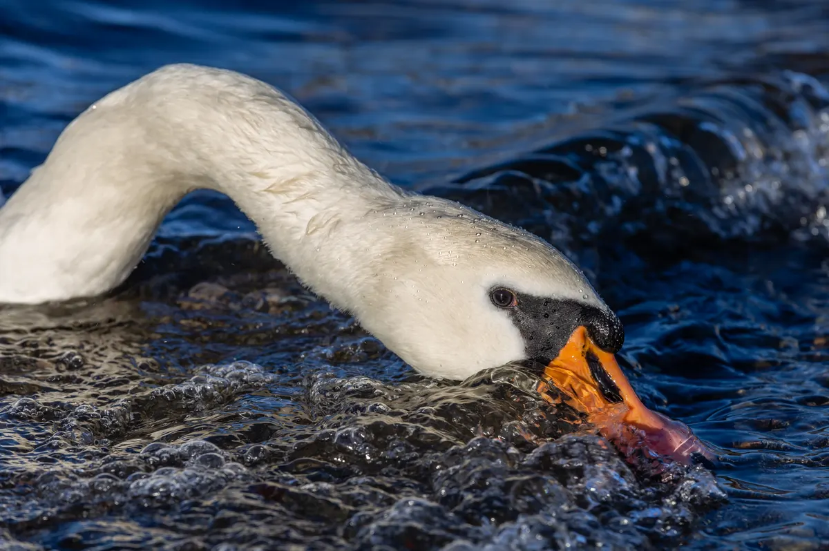 A Mute Swan navigating its natural environment