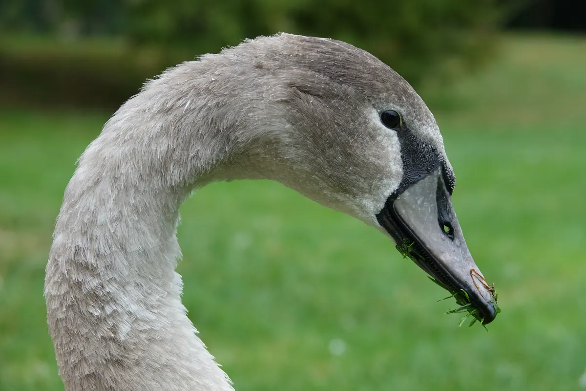 Young mute swan head and neck in close-up
