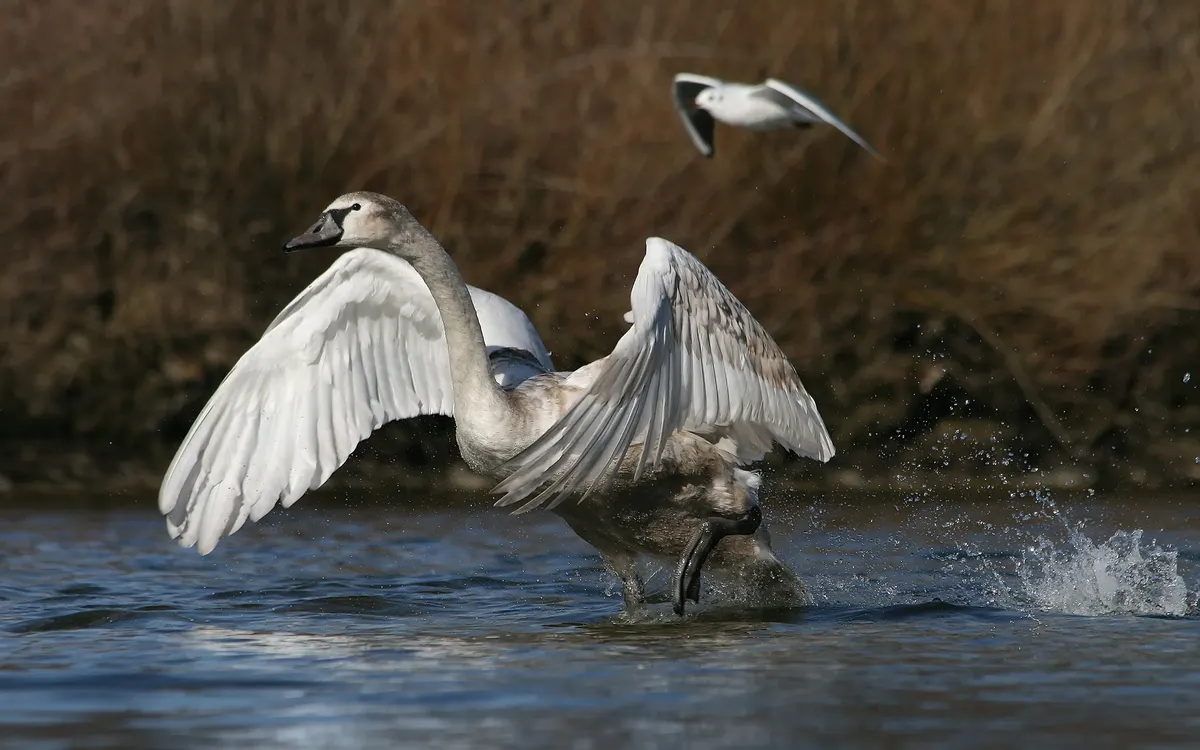 A Mute Swan traveling across its geographic range