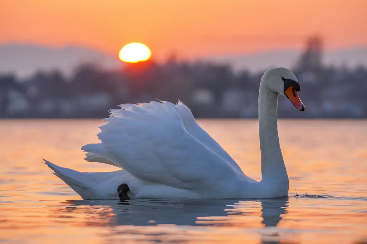 Adult mute swan swimming across calm water at sunset