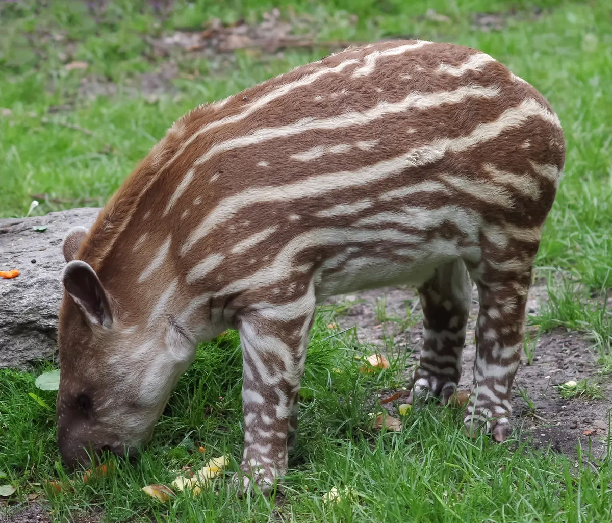 Young Brazilian tapir calf with striped and spotted coat