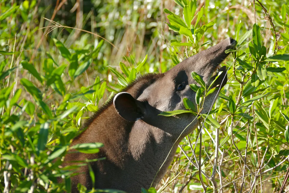 Wild Brazilian tapir stretching its flexible snout to browse green leaves