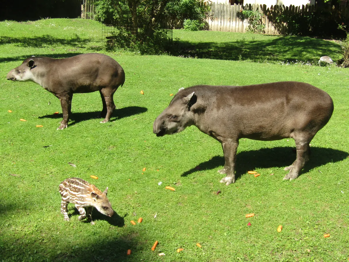 Brazilian tapir pair with young showing mother-calf association