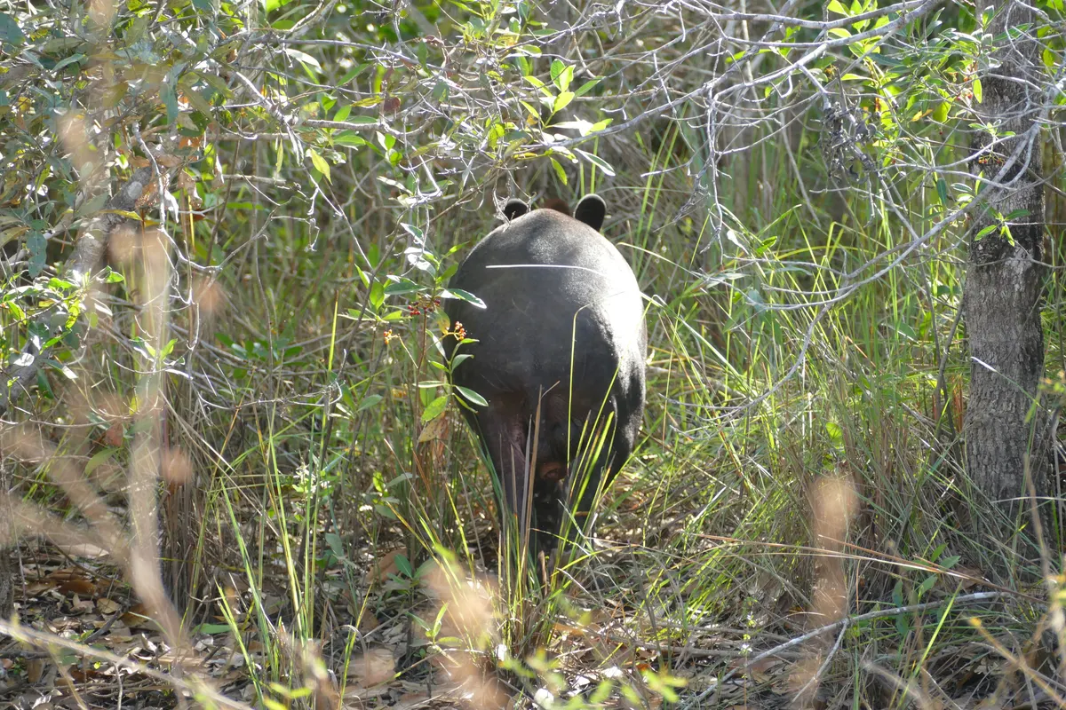 Wild Brazilian tapir moving into dense Pantanal forest vegetation