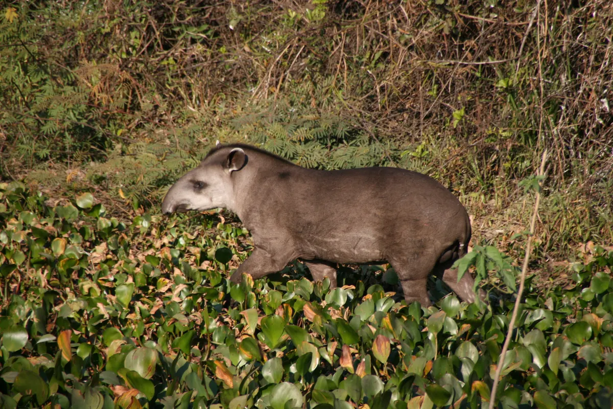 Brazilian tapir walking through Pantanal wetland forest edge