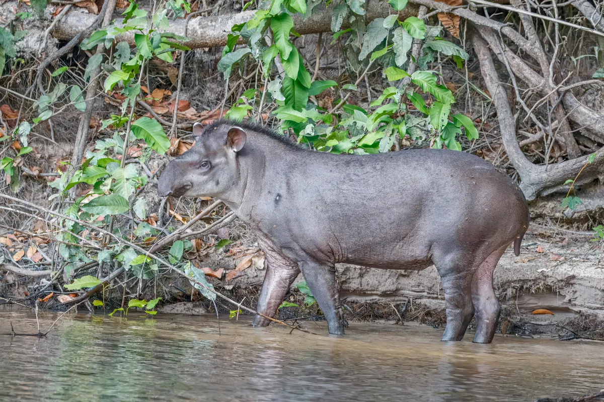 Brazilian tapir standing on a riverbank in the southern Amazon