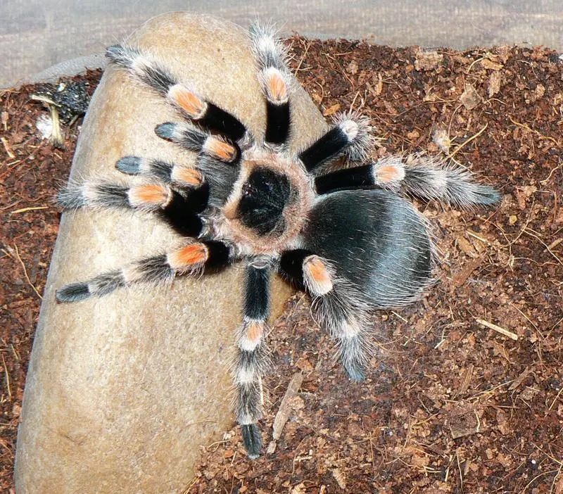 Young Mexican redknee tarantula after a molt showing developing color bands