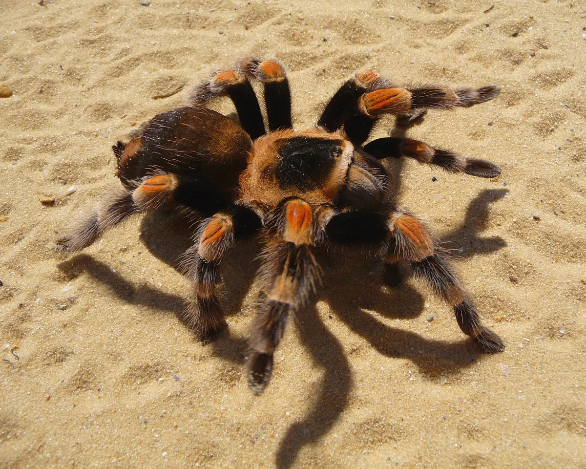 Mexican redknee tarantula walking across a rocky surface while hunting