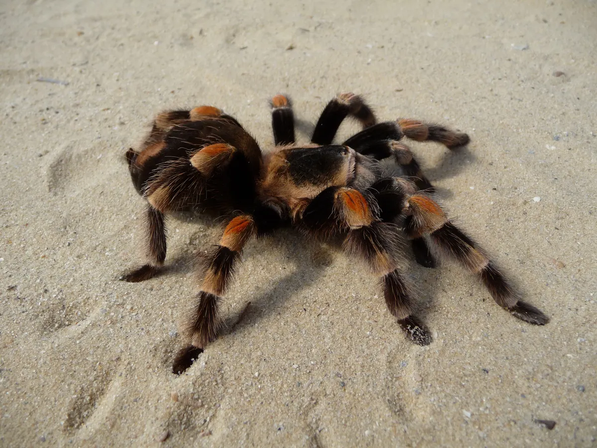 Adult Mexican redknee tarantula facing forward on a rock ledge