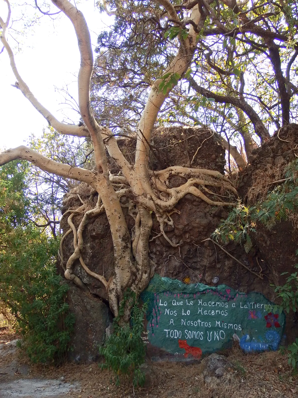 Old amate tree standing in Mexican tropical dry deciduous forest near Tepoztlán