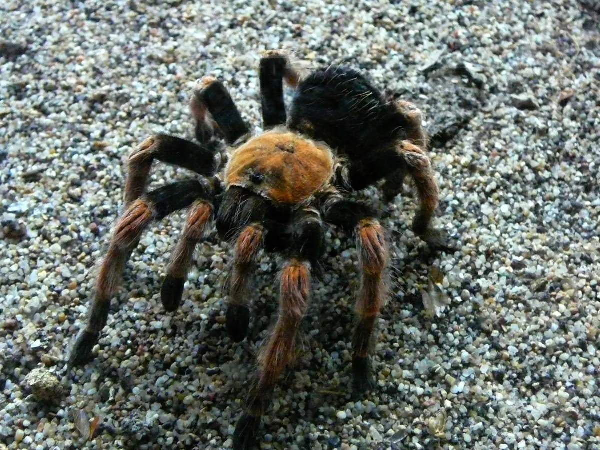 Mexican redknee tarantula showing bright orange-red knee bands on dark legs
