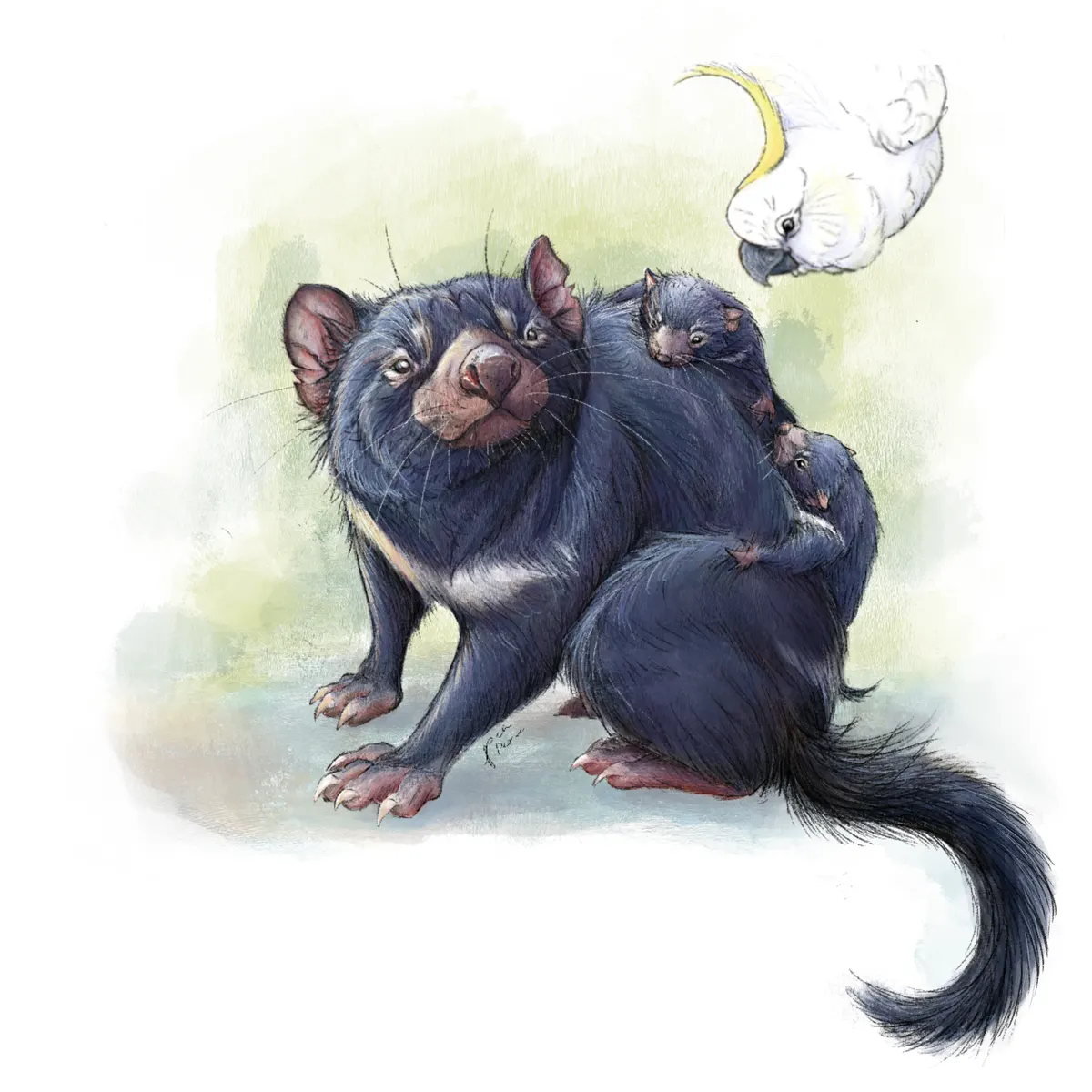 A detailed close-up showing the physical features of a Tasmanian Devil