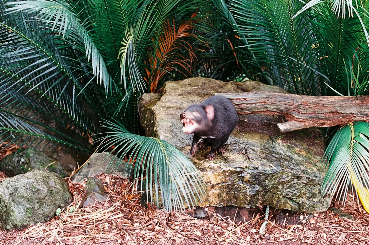 A group of Tasmanian Devils interacting with each other
