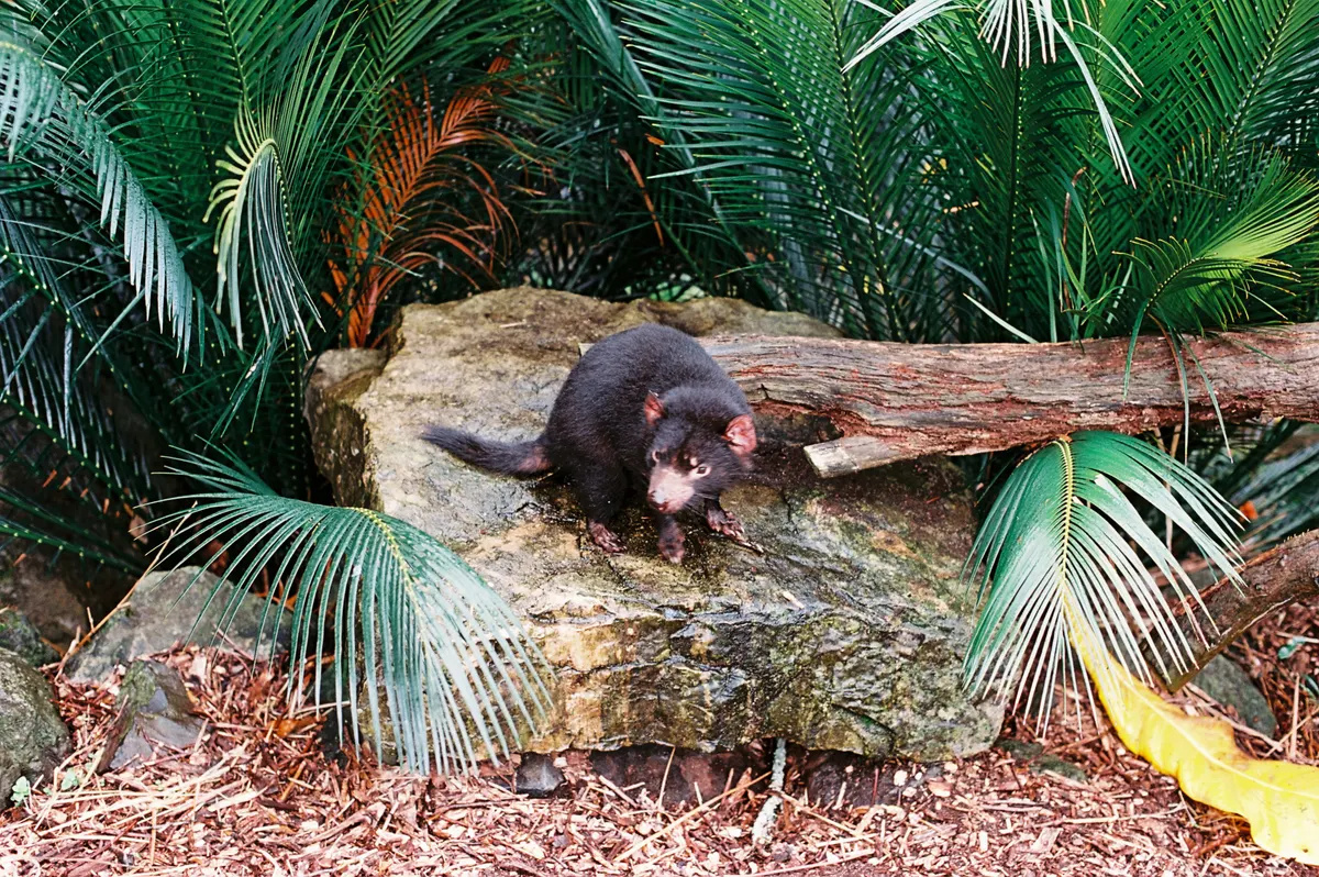 A Tasmanian Devil navigating its natural environment