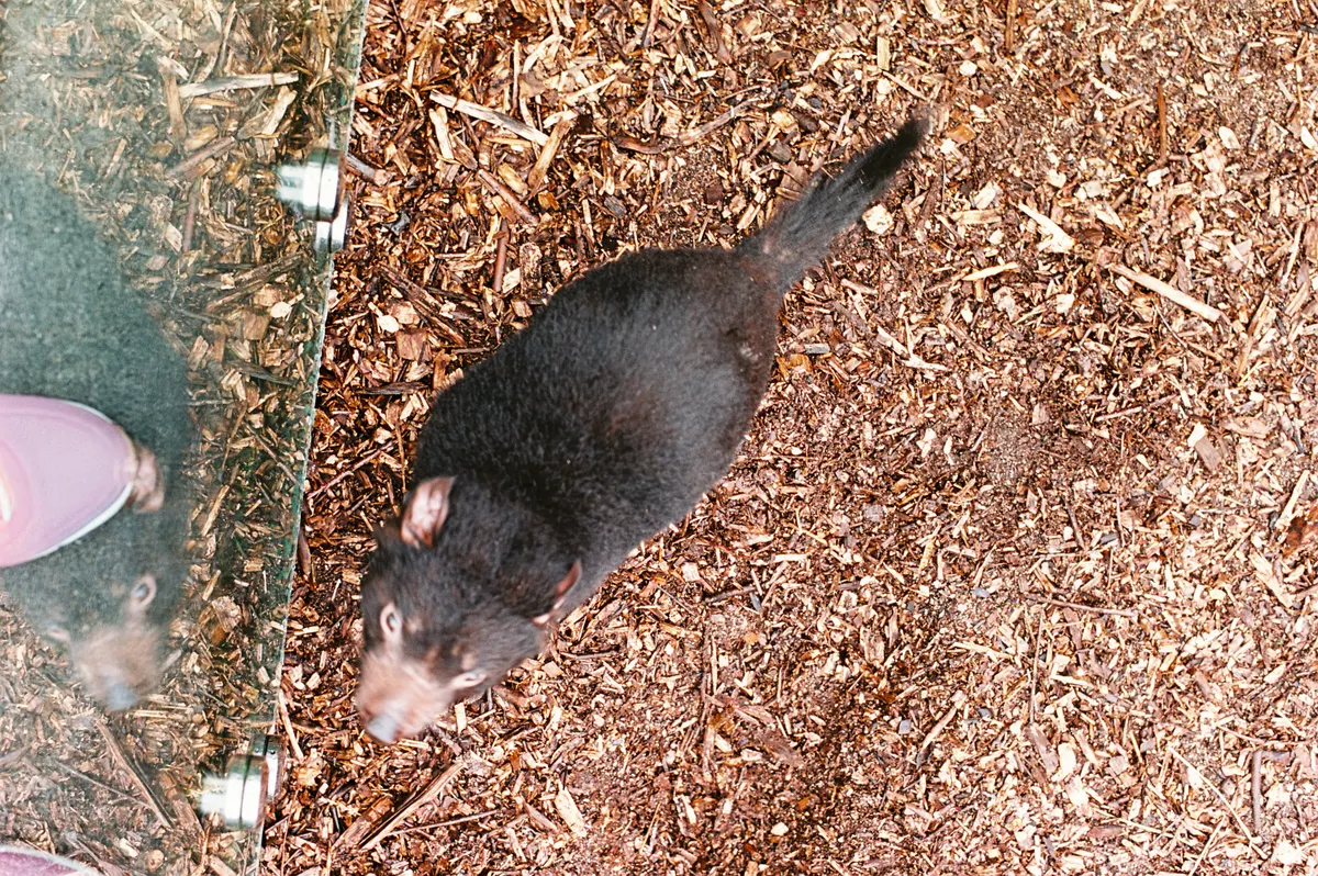 Tasmanian Devil in its native range