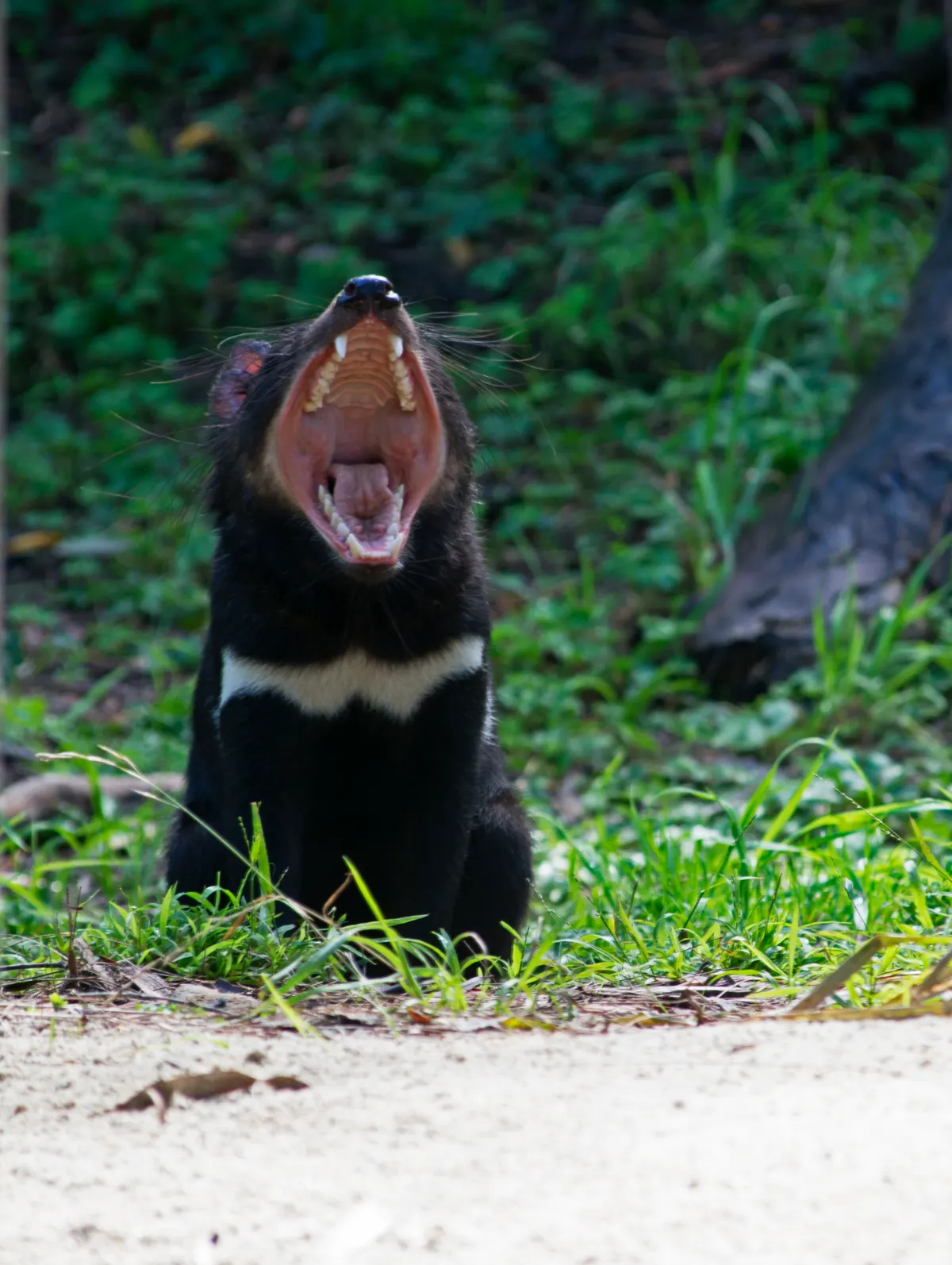 A group of Tasmanian Devils interacting with each other