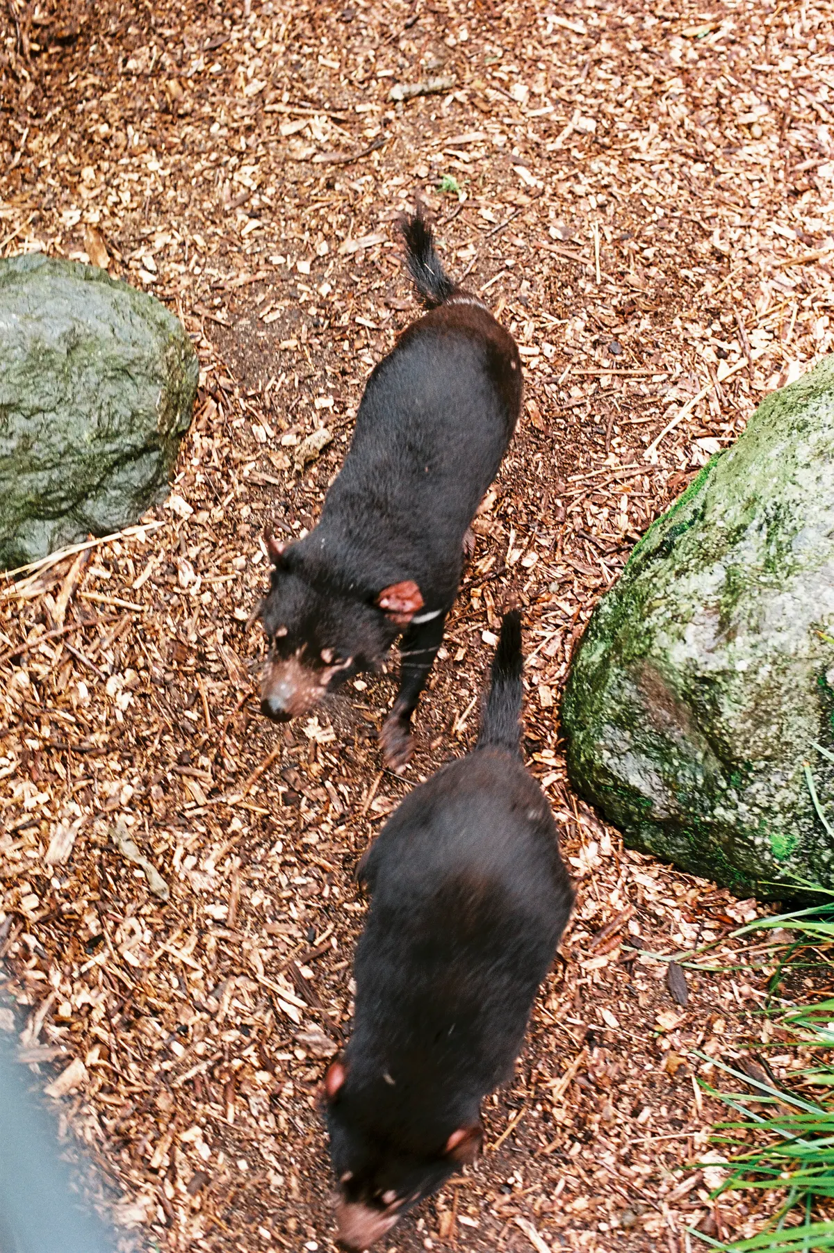 A Tasmanian Devil showing a unique behavior or adaptation