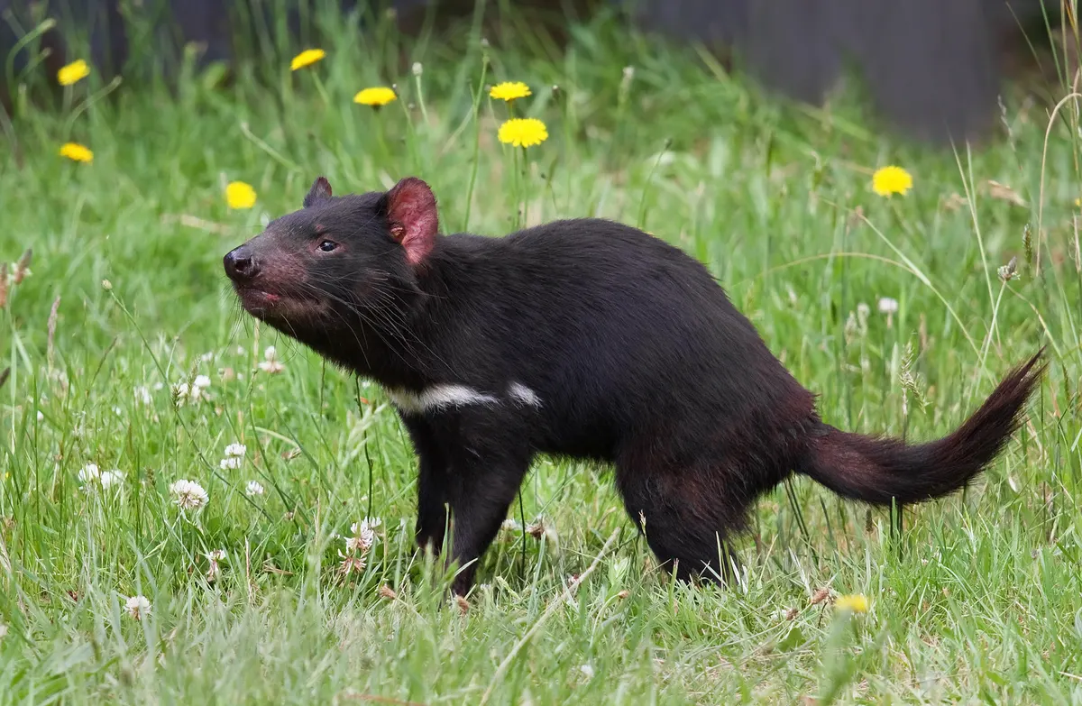 A Tasmanian Devil navigating its natural environment