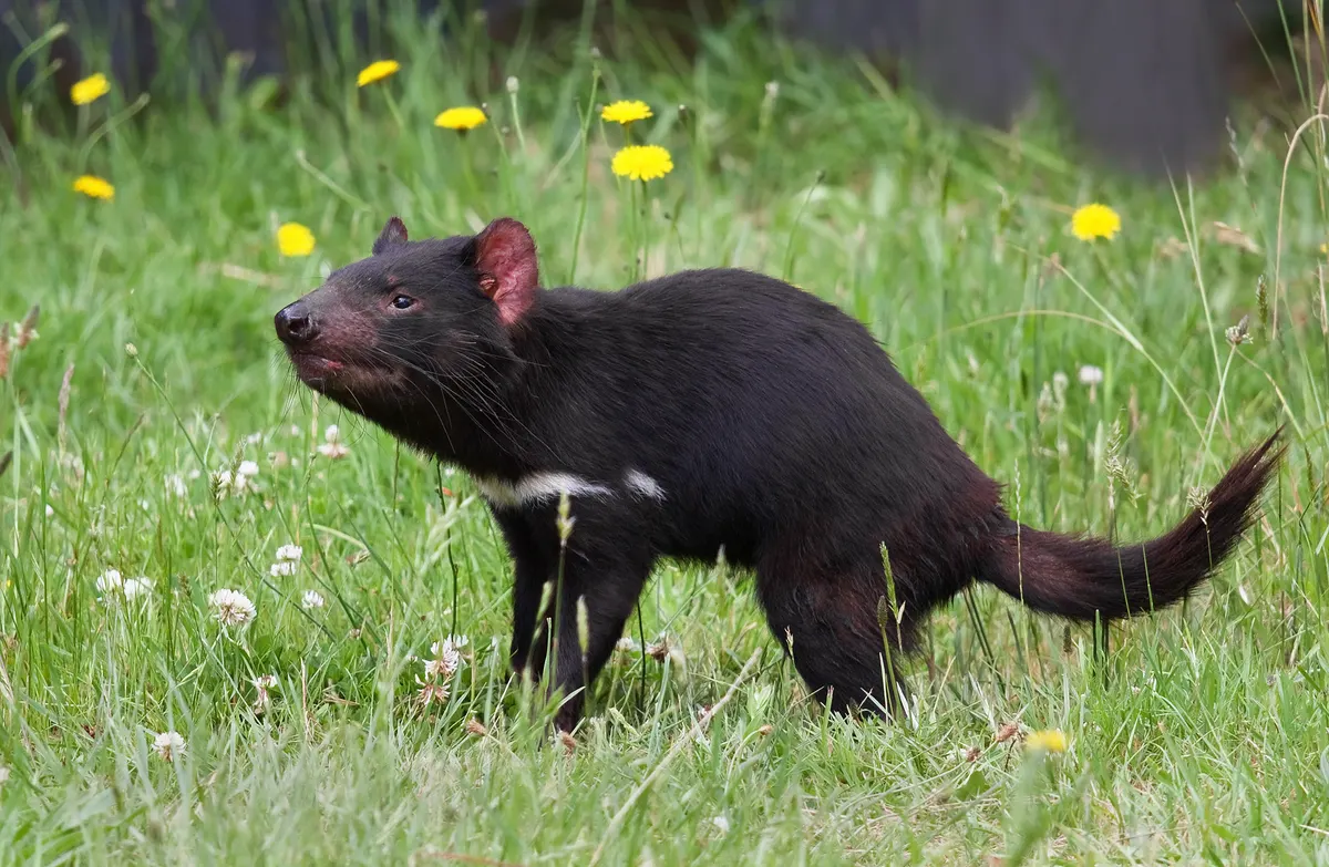 A beautiful portrait of a Tasmanian Devil in the wild