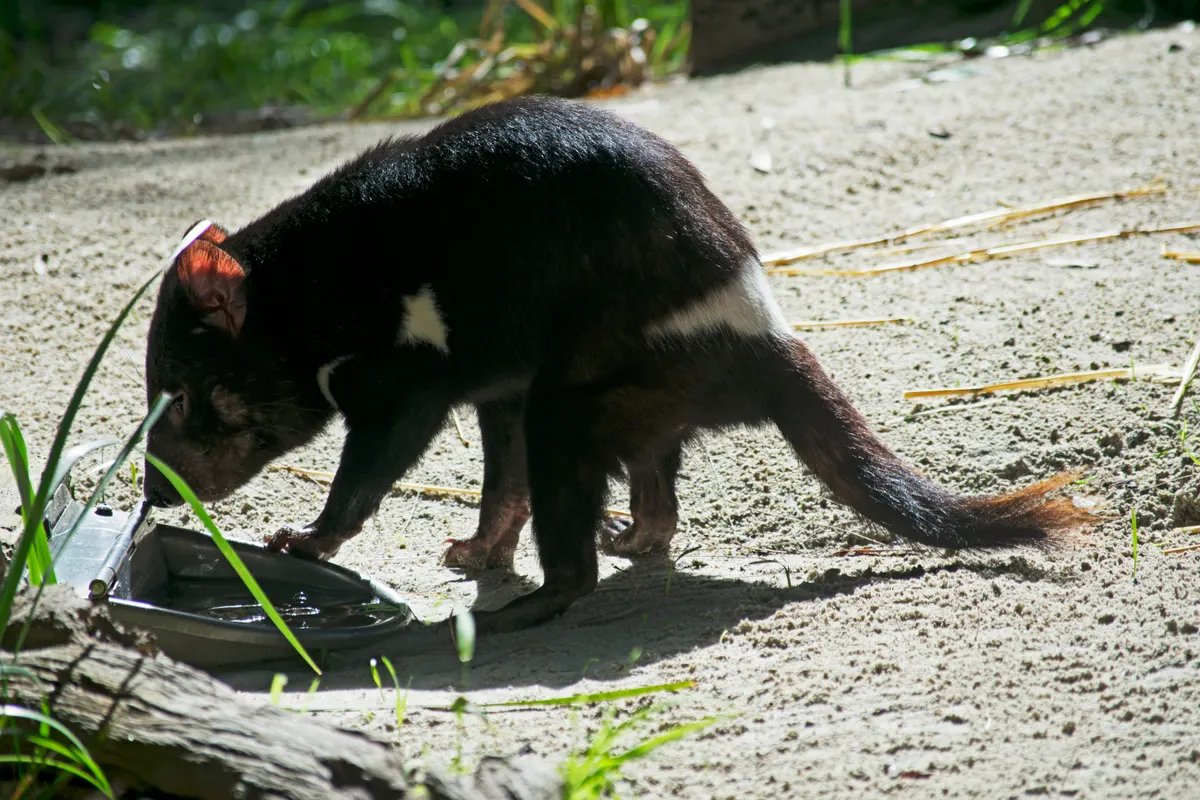 A Tasmanian Devil traveling across its geographic range