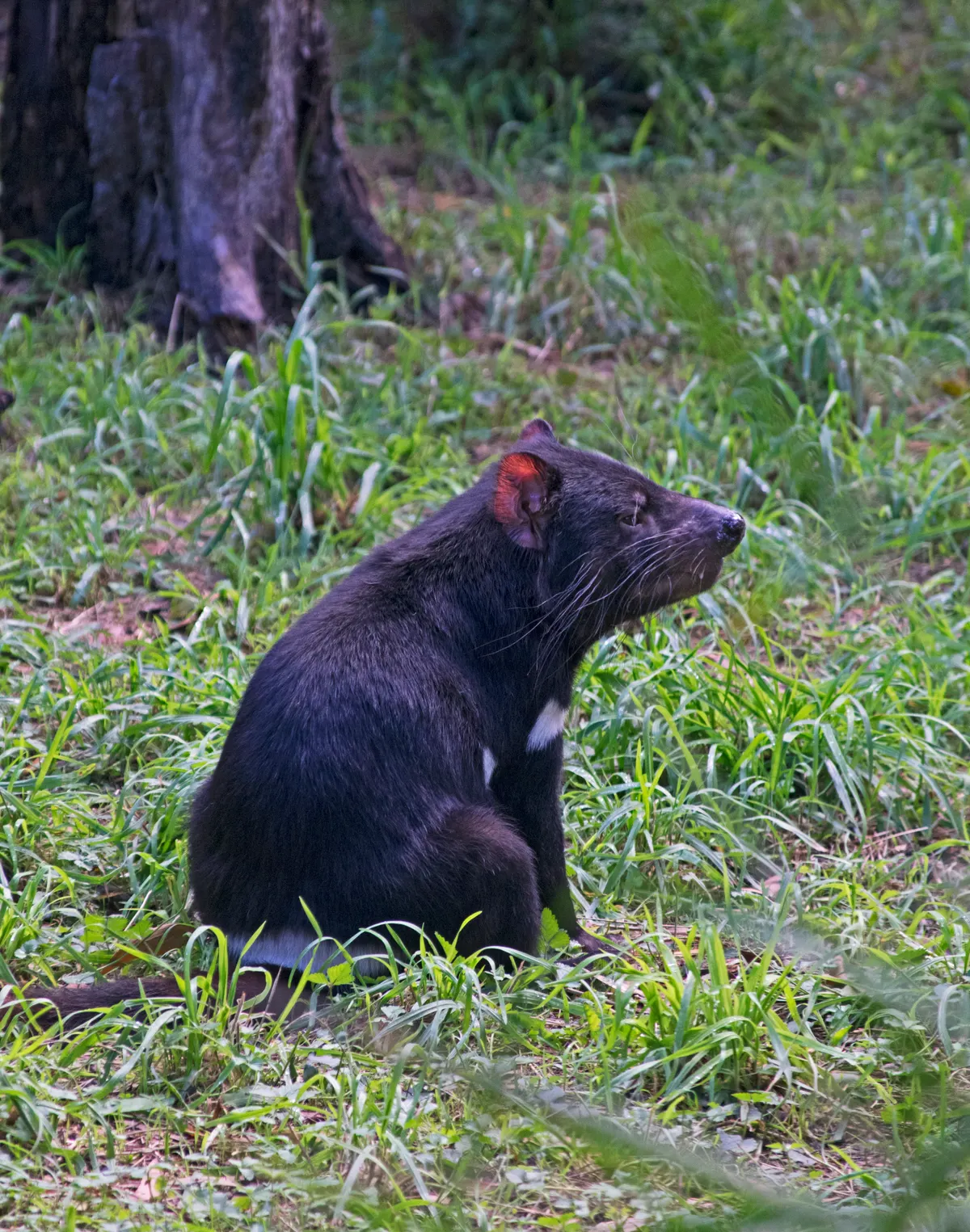 A photo showing the size of a Tasmanian Devil