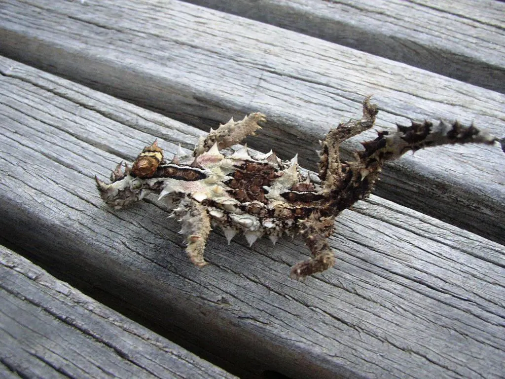 Juvenile thorny devil with paler coloration on desert sand