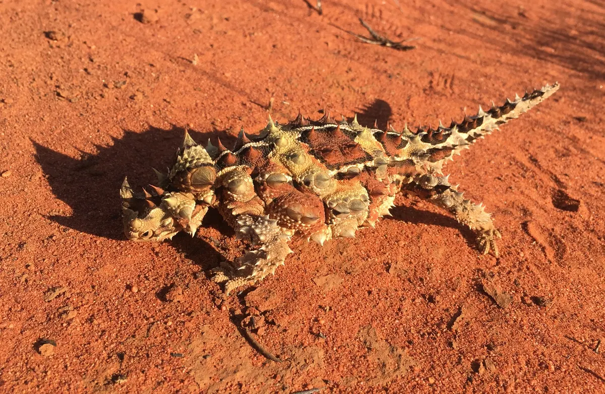 Thorny devil on sand, a specialist ant-eating desert lizard