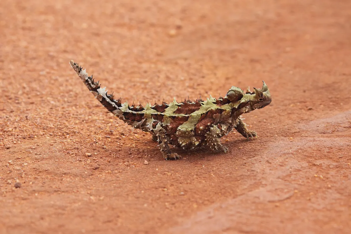 Thorny devil showing spiny body armor on desert ground