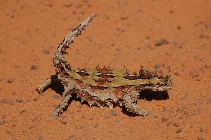 Thorny devil in red sand habitat at Alice Springs Desert Park