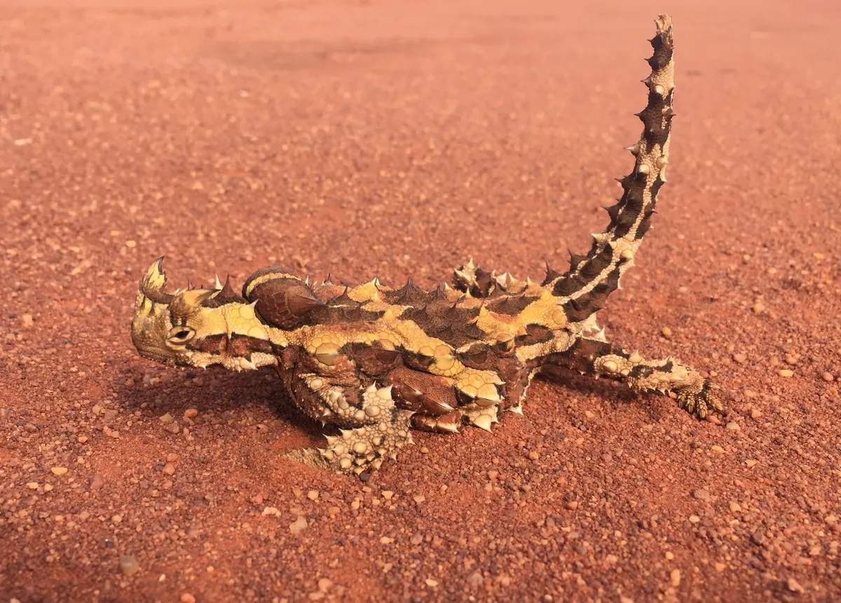 Thorny devil in arid Western Australian desert within its range