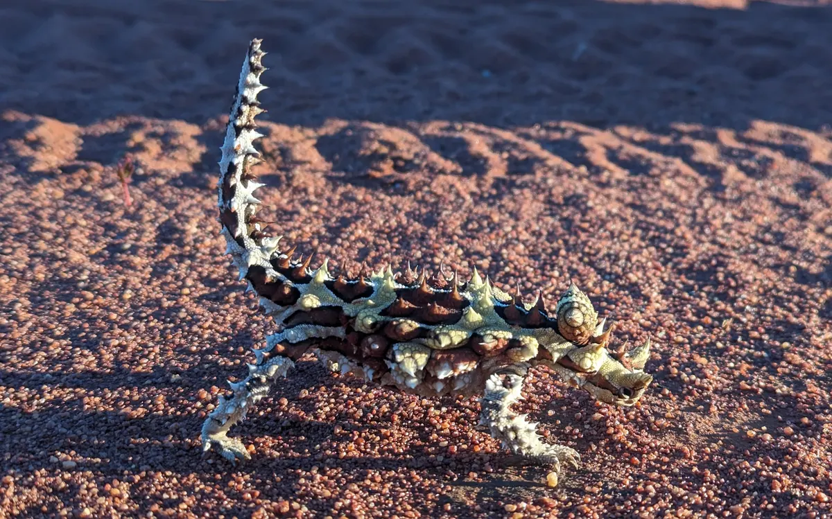 Thorny devil lizard with spiny body walking on red desert sand