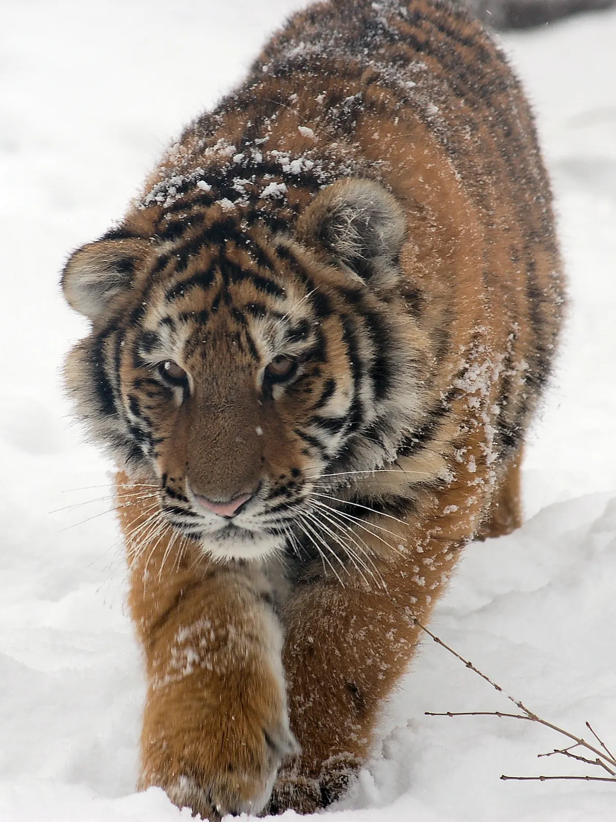 Young Amur tiger cub walking on grass