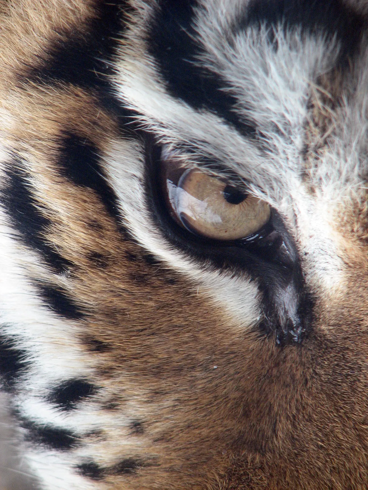 Close-up of an Amur tiger eye and face with whiskers and stripes