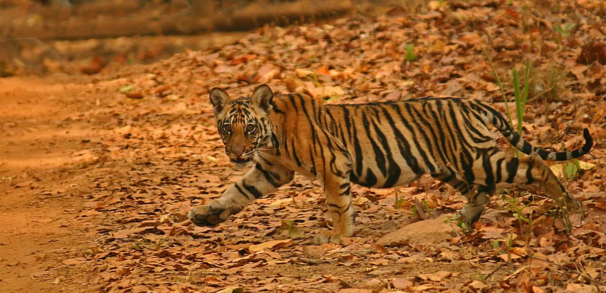 Young tiger cub resting in grass in India
