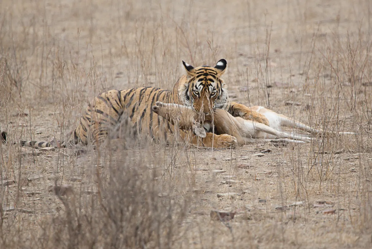 Bengal tiger hunting prey in Assam, India